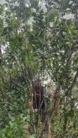 Hiệu ứng hái cây