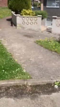 KUCING VS BURUNG