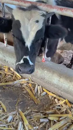 sapi qurban