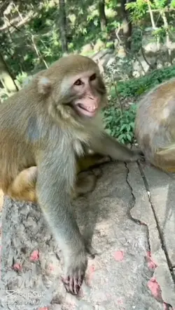 Monyet ketawa