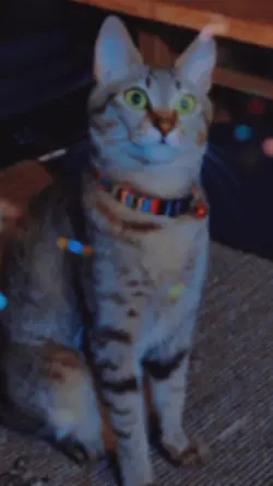 フリー