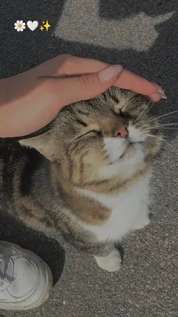 Kucingnya ucul