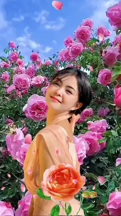 Hoa Hồng 