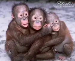 3/4 monkeyss