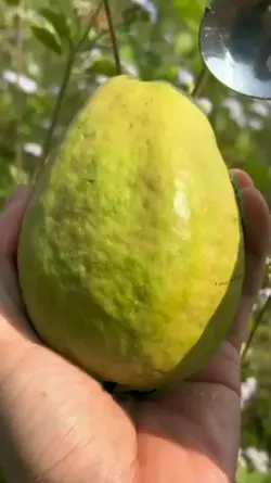 trái ổi xanh anh mới
