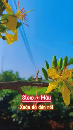 Thêm Cây Mai Nhà Bạn