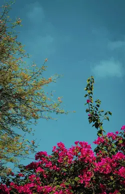 lyrics