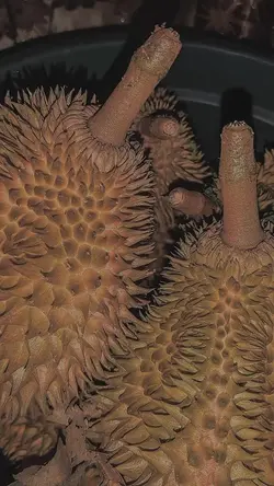 pap durian 