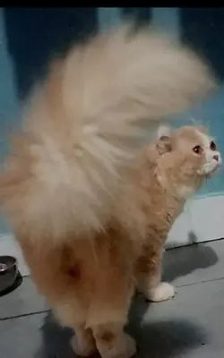 1pic1video