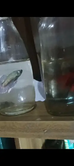 cupang ceban