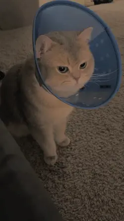aesthetic cat