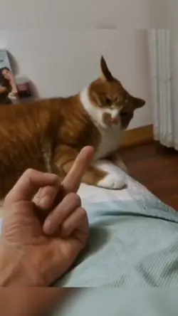 story wa kucing lucu