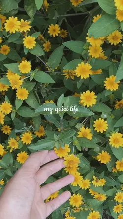 my quiet life