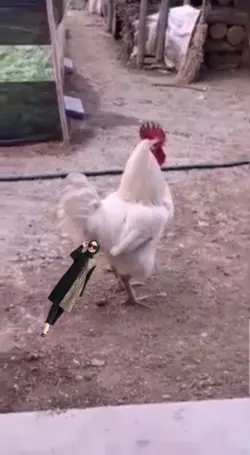 kentut ayam