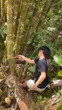 Trend potong bambu