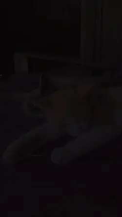 si oyen galau
