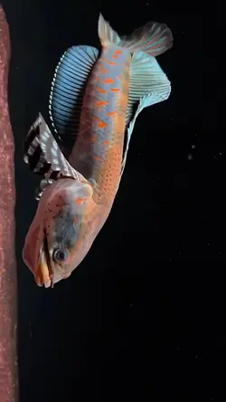Chana