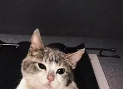 i love cat sm.