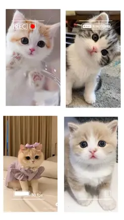funny cat