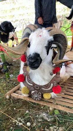 DOMBA GARUT DOGAR🐏
