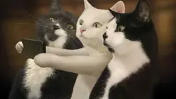 trend kucing bertiga