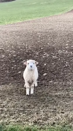 Viral tiktok