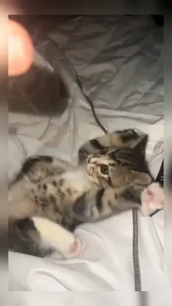 kucing lucu
