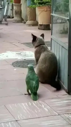 kucing dan burung 