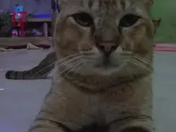 jangan lupa bahagia