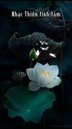 Nhạc Thiền Tĩnh Tâm