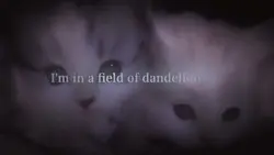 Dandelion 16:9