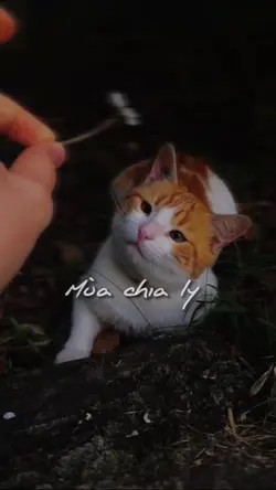 Mùa Hạ Mùa Thi