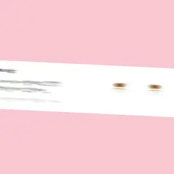 캡컷 크레에이터 되는 방법