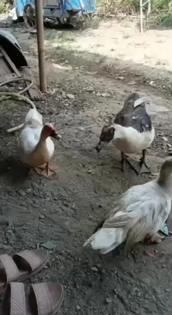 tt
