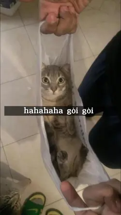 Ảnh dìm