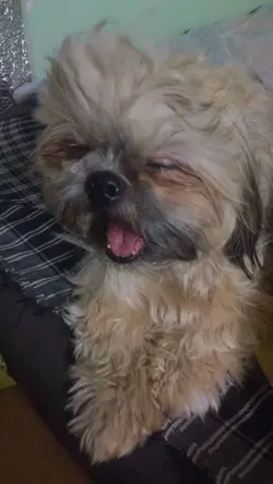 BABY DOG ❤️❤️