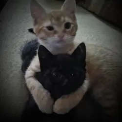 pusa
