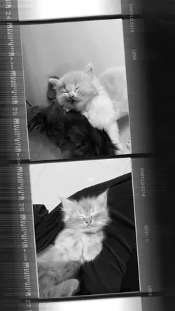PHOTOFRAME