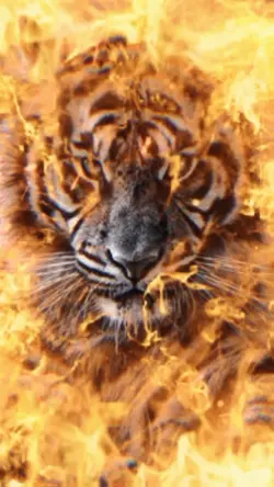 Lion Fire Estetik