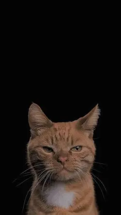 Bad habit-steve lacy