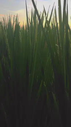 runaway