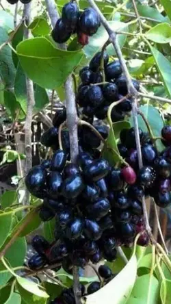 Java Plum/Duhat