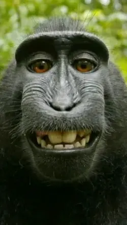 MONKEY PRANK