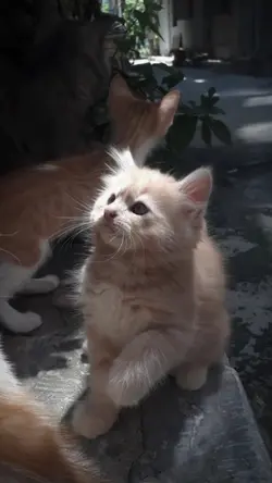 mẫu 2 ảnh 
