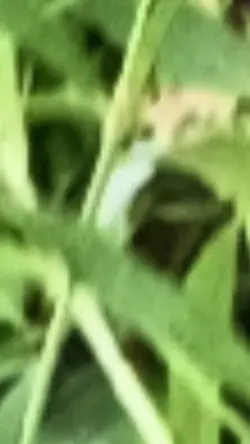 zoom ảnh