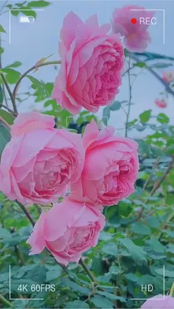 FLOWER 🌸