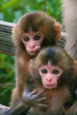 MonkeyGlowup #Trend