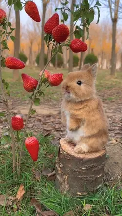 Rabbit & Strawberry