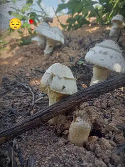 ເຈເຂຍມູ