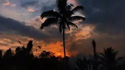 Aesthetics 